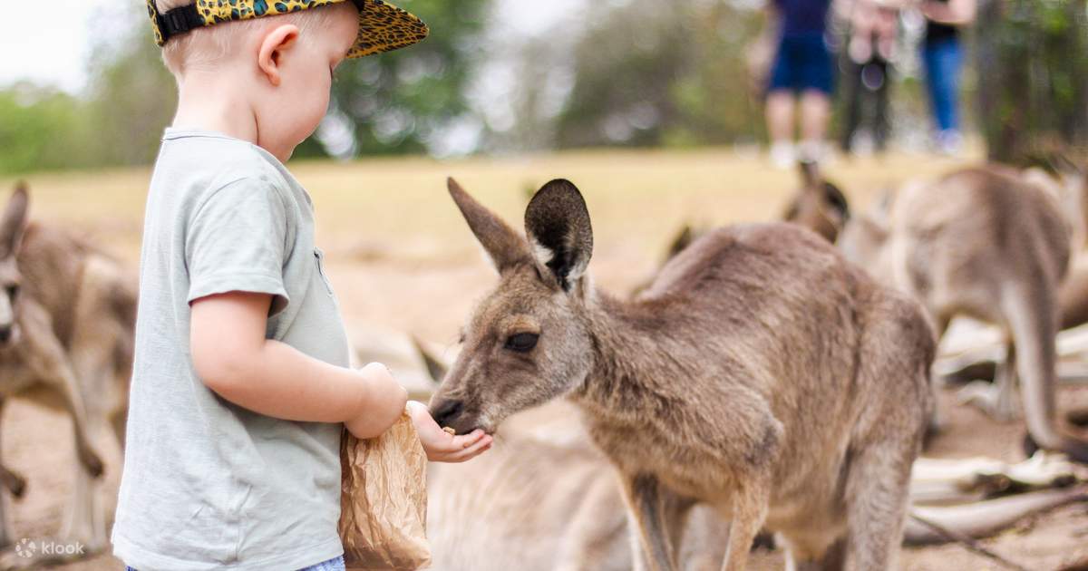 Ticket für das Lone Pine Koala Sanctuary Klook, Vereinigte Staaten